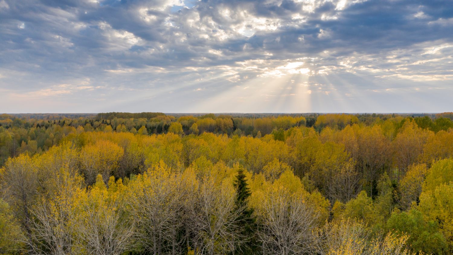 Nature concept, tress and sky